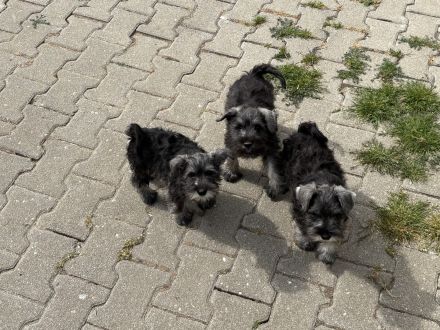 Zwergschnauzer pfeffersalz wunderschön direkt vom Züchter!!