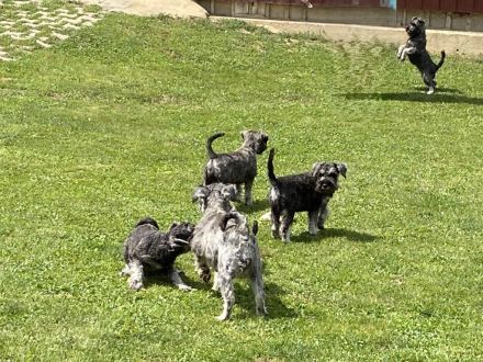 Zwergschnauzer pfeffersalz wunderschön direkt vom Züchter!!