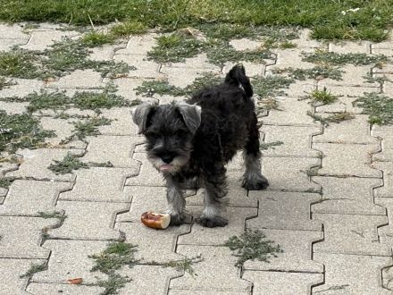 Zwergschnauzer pfeffersalz wunderschön direkt vom Züchter!!