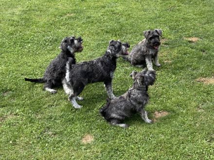 Zwergschnauzer pfeffersalz wunderschön direkt vom Züchter!!