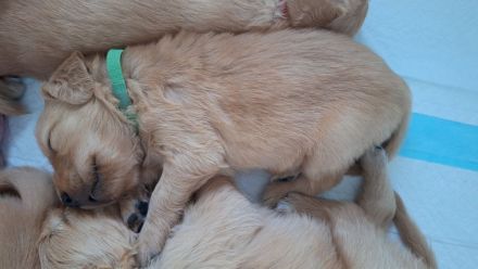 Wunderschöne Dark Golden Retriever Welpen