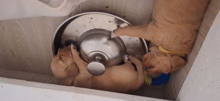 Wunderschöne Dark Golden Retriever Welpen