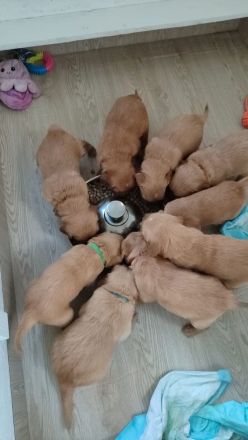 Wunderschöne Dark Golden Retriever Welpen