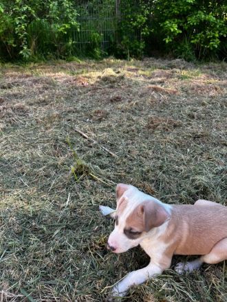 Mischlingswelpen suchen ein Zuhause