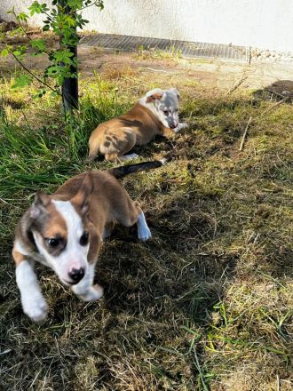 Mischlingswelpen suchen ein Zuhause