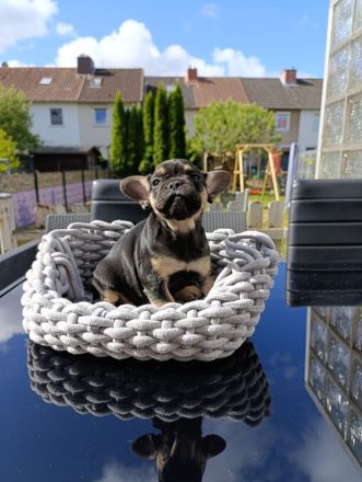 Französische Bulldogge Welpen in exklusiven Farben