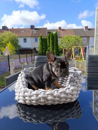 Französische Bulldogge Welpen in exklusiven Farben