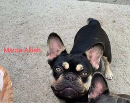 Französische Bulldogge Welpen in exklusiven Farben