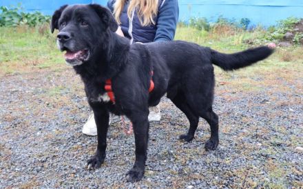 Seniorensitz für den freundlichen Aluis gesucht