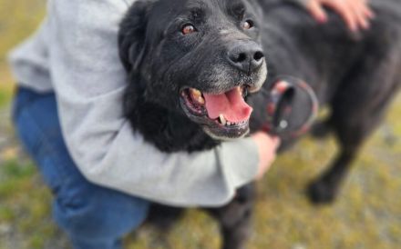 Seniorensitz für den freundlichen Aluis gesucht