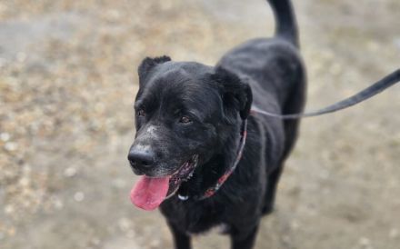 Seniorensitz für den freundlichen Aluis gesucht