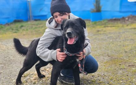 Seniorensitz für den freundlichen Aluis gesucht