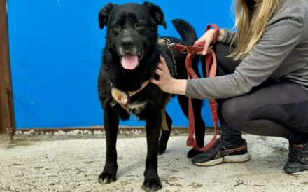 Seniorensitz für den freundlichen Aluis gesucht