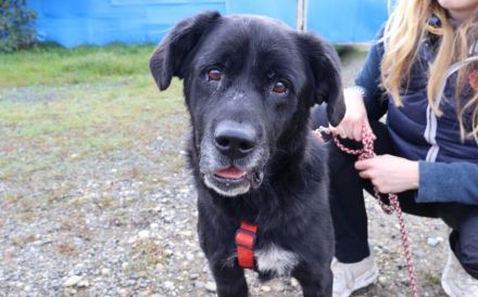 Seniorensitz für den freundlichen Aluis gesucht