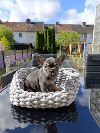 Französische Bulldogge Welpen in Isabella Tan und blue tan