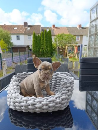 Französische Bulldogge Welpen in Isabella Tan und blue tan