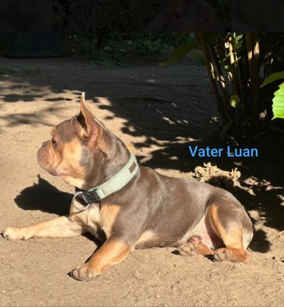 Französische Bulldogge Welpen in Isabella Tan und blue tan