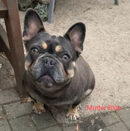 Französische Bulldogge Welpen in Isabella Tan und blue tan