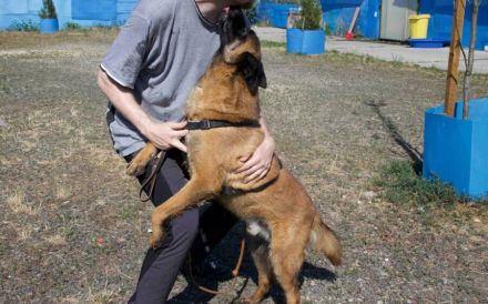 Aufgeweckter Malinois Mix Aaron sucht aktives Zuhause