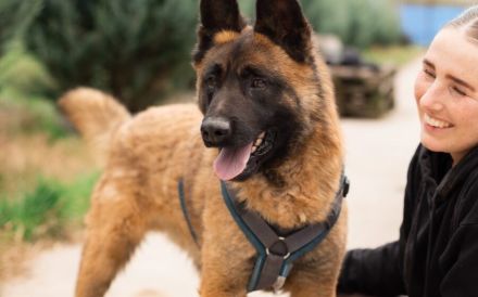 Aufgeweckter Malinois Mix Aaron sucht aktives Zuhause