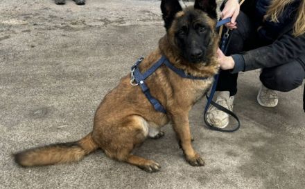 Aufgeweckter Malinois Mix Aaron sucht aktives Zuhause