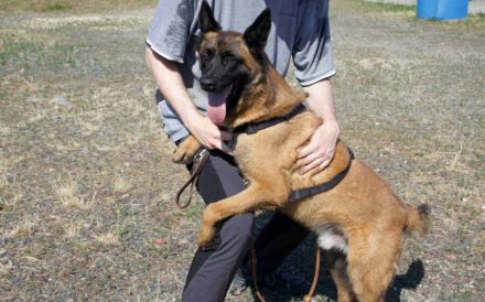 Aufgeweckter Malinois Mix Aaron sucht aktives Zuhause