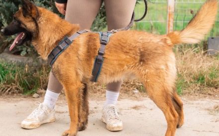 Aufgeweckter Malinois Mix Aaron sucht aktives Zuhause