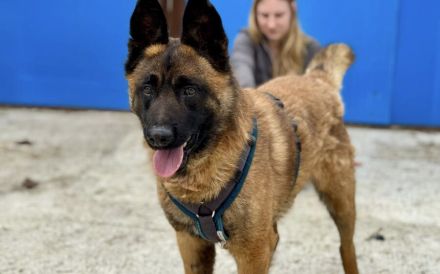 Aufgeweckter Malinois Mix Aaron sucht aktives Zuhause
