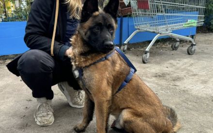 Aufgeweckter Malinois Mix Aaron sucht aktives Zuhause