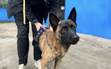 Aufgeweckter Malinois Mix Aaron sucht aktives Zuhause