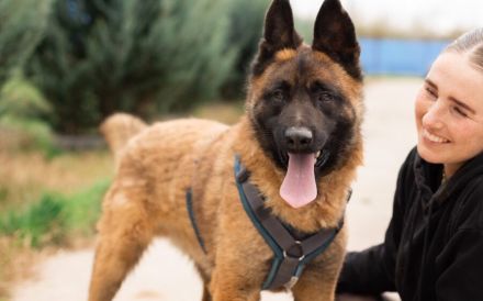 Aufgeweckter Malinois Mix Aaron sucht aktives Zuhause