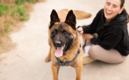 Aufgeweckter Malinois Mix Aaron sucht aktives Zuhause