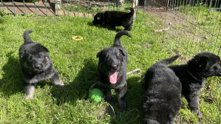 Ostblutschäferhunde