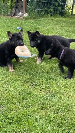 Ostblutschäferhunde