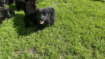 Ostblutschäferhunde