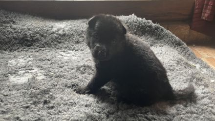 Ostblutschäferhunde