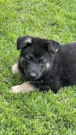 Ostblutschäferhunde