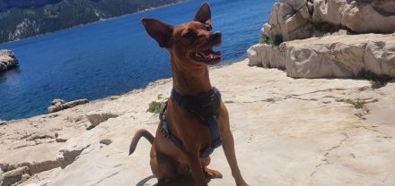 Braunes Zwergpinscher Mädchen