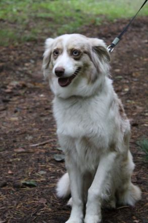 (Miniature) Australian Shepherd Welpen