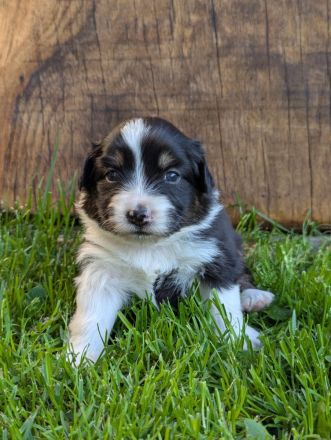 (Miniature) Australian Shepherd Welpen