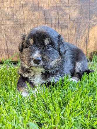 (Miniature) Australian Shepherd Welpen