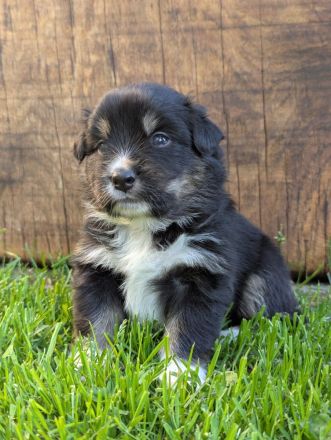 (Miniature) Australian Shepherd Welpen