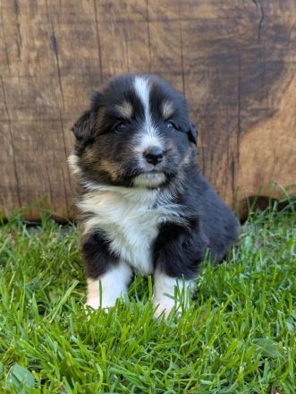 (Miniature) Australian Shepherd Welpen