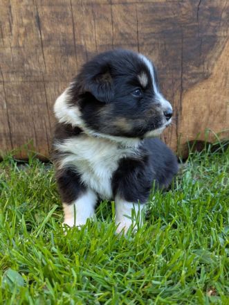 (Miniature) Australian Shepherd Welpen