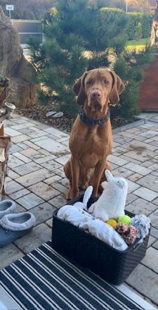 Charmanter Deckrüde Paco, kerngesund, ruhiger und entspannter Rüde