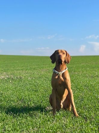 Charmanter Deckrüde Paco, kerngesund, ruhiger und entspannter Rüde