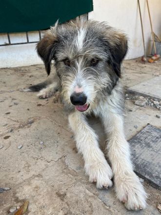 Ra - ein Herz das vertrauen will