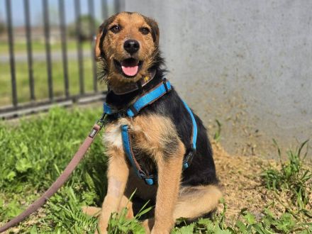 Walter sucht ein Zuhause