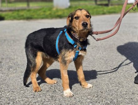Walter sucht ein Zuhause