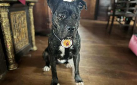 Familienfreundliche Isabel sucht ihr Körbchen